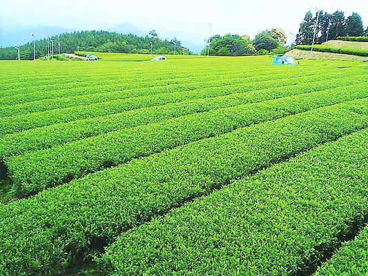  A tea garden in Ureshino 